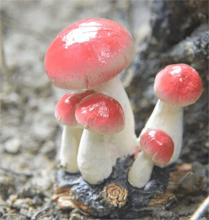 Small Mushroom Decoration Garden Art Resin Artifact - Humble Mushrooms