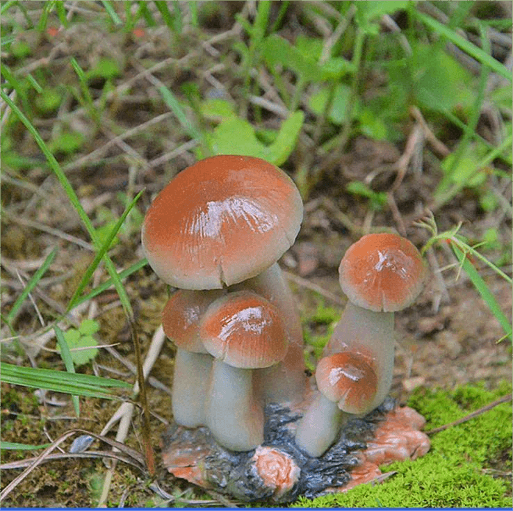 Small Mushroom Decoration Garden Art Resin Artifact - Humble Mushrooms