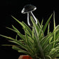 Mushroom Self Watering Glass - Humble Mushrooms