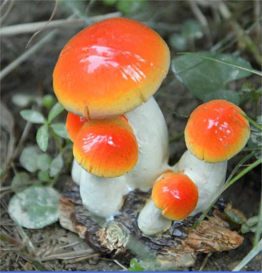Small Mushroom Decoration Garden Art Resin Artifact - Humble Mushrooms