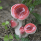 Small Mushroom Home Decoration Garden Art Resin Artifact - Humble Mushrooms