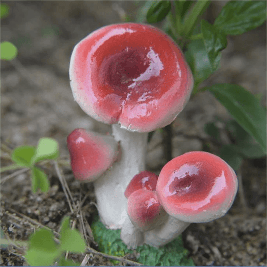 Small Mushroom Home Decoration Garden Art Resin Artifact - Humble Mushrooms